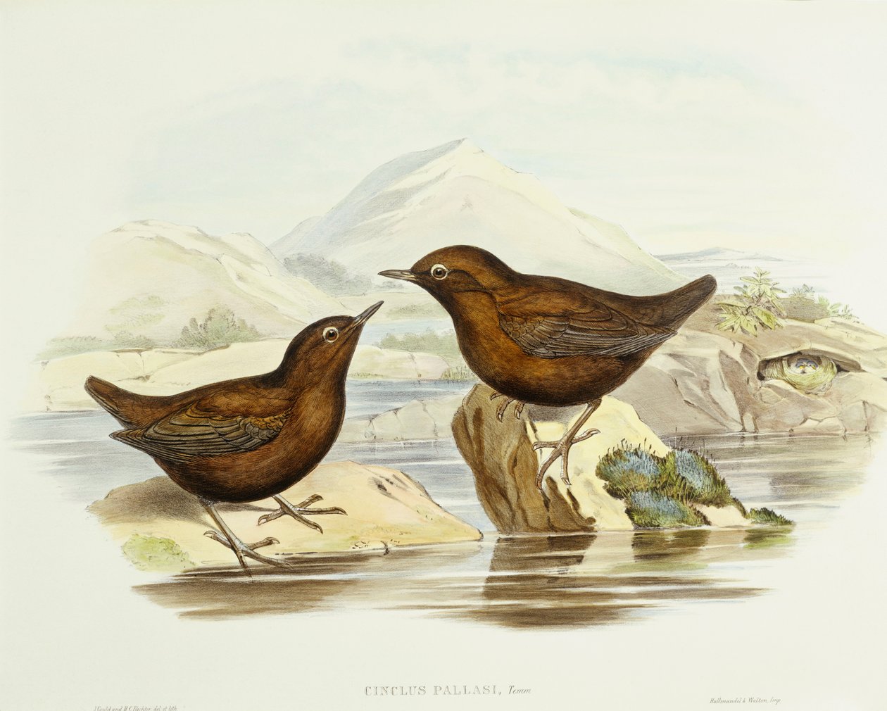 Gavião com coleira (Accipiter cirrocephalus), Gravura de John Gould de John Gould