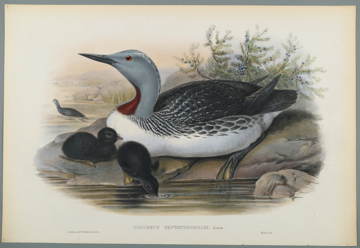 Colymbus Septentrionalis: Mergulhador Throated Vermelho (litho colorido em papel wove) de John Gould