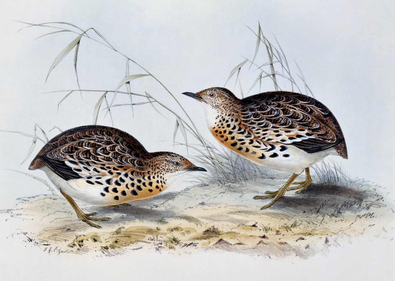 Buttonquail comum (Turnix sylvatica), gravura de Birds of Europe, de John Gould (1804-1881) de John Gould
