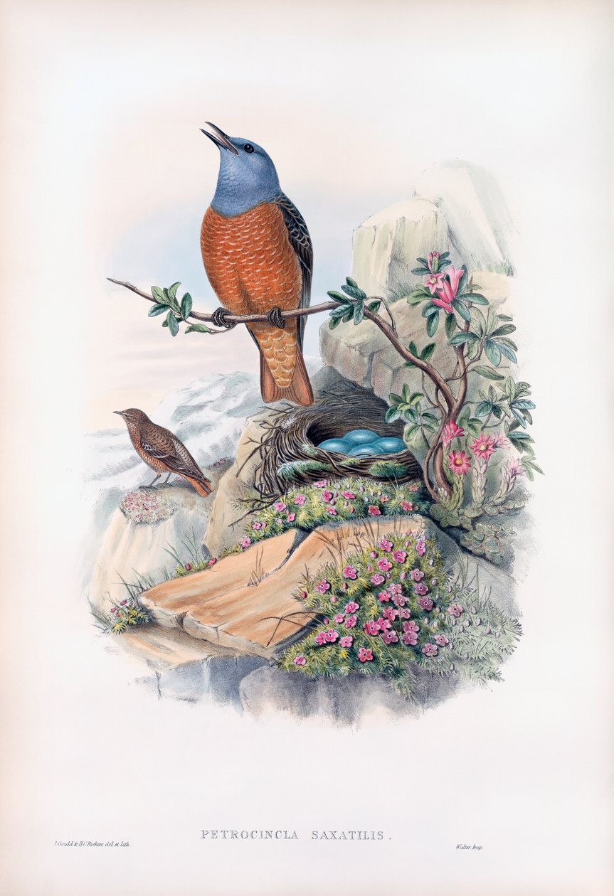 Pedra comum do triturador de John Gould