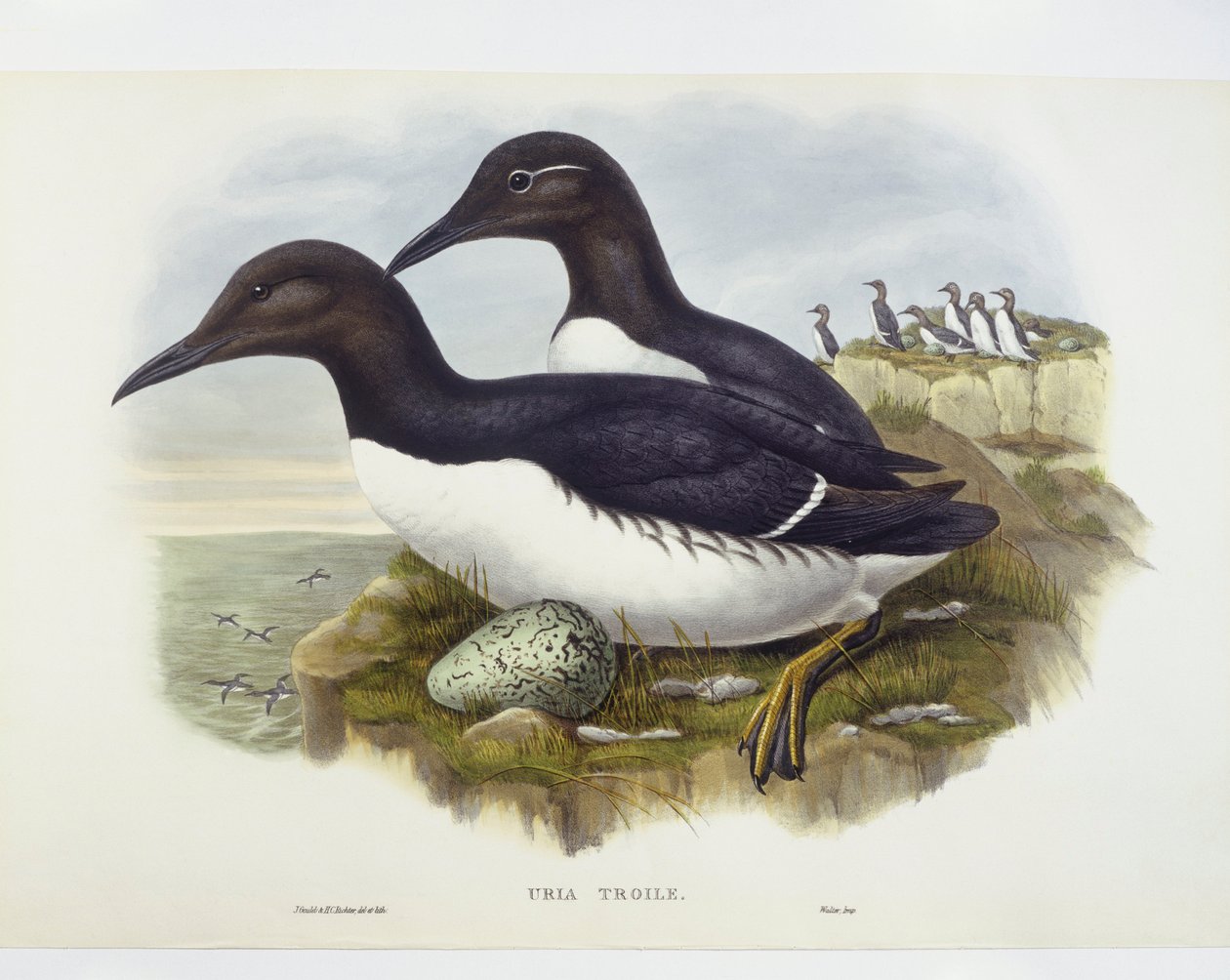 Murre comum (Uria aalge), Gravura de John Gould, William Hart, H C Richter de John Gould