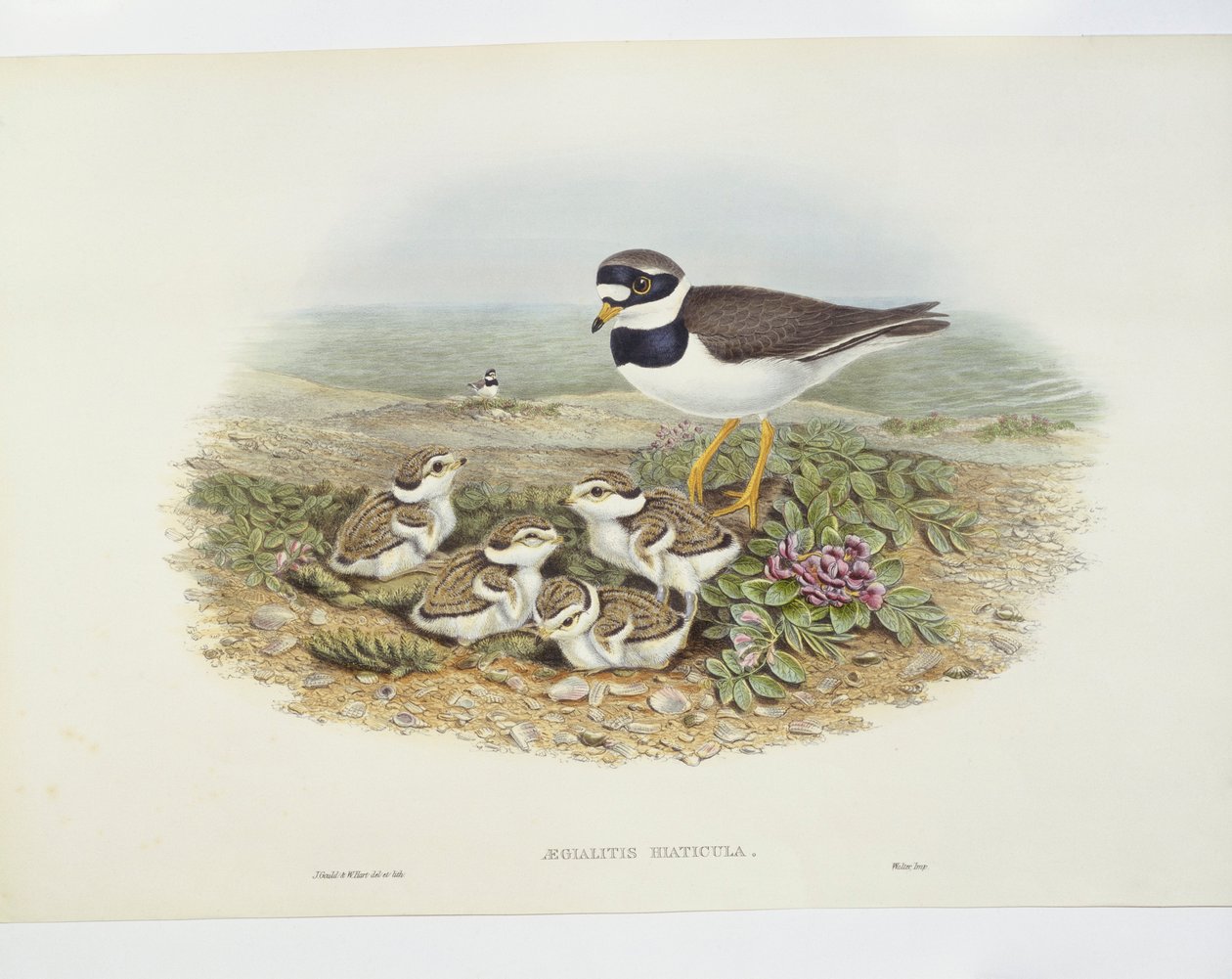 Tarambola-canelada comum (Charadrius hiaticula), ilustração de John Gould