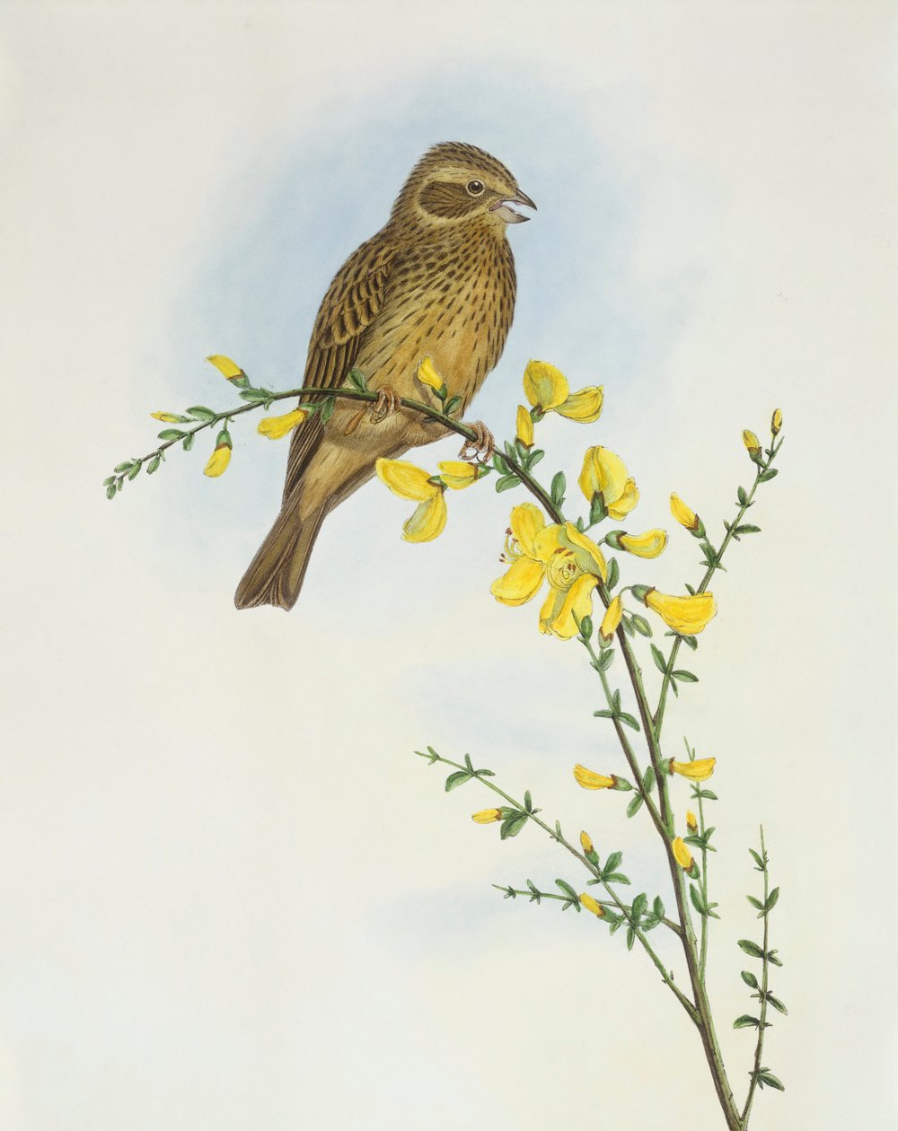 Corn bunting (Miliaria o Emberiza calandra), Engraving by John Gould de John Gould