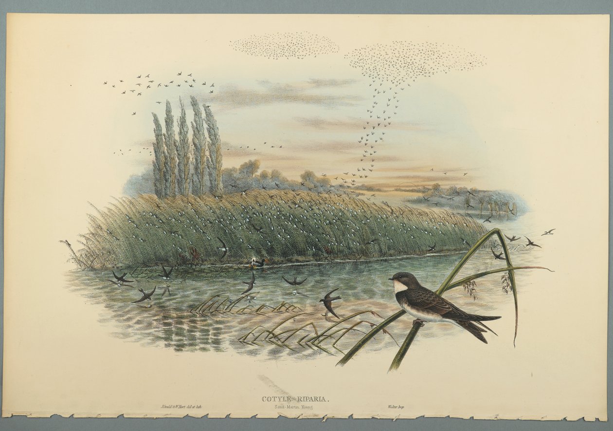 Riparia Cotilheira (litogravura a cores em papel tufado) de John Gould
