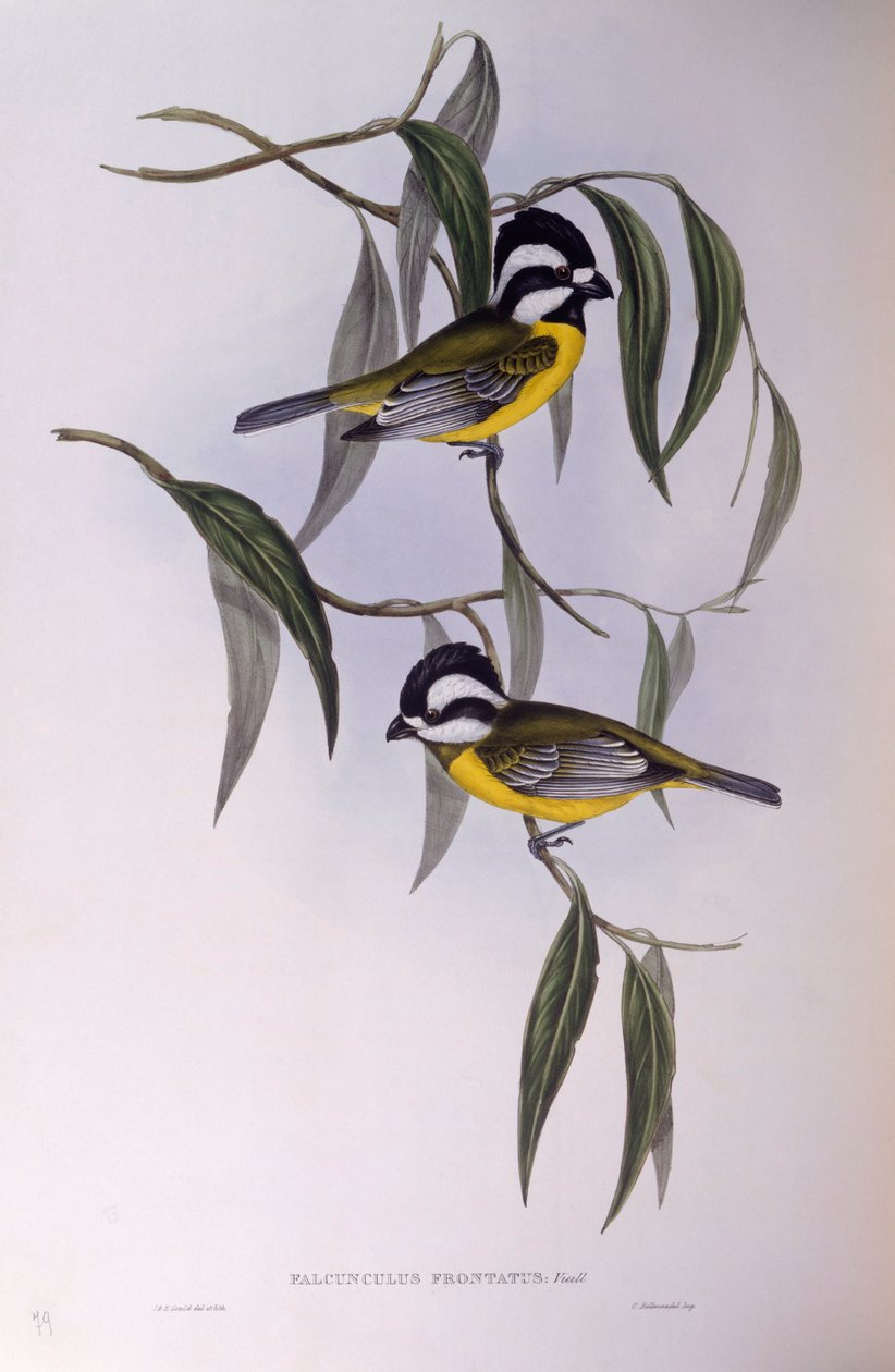 Crested shriketit (Falcunculus frontatus), Engraving by John Gould de John Gould