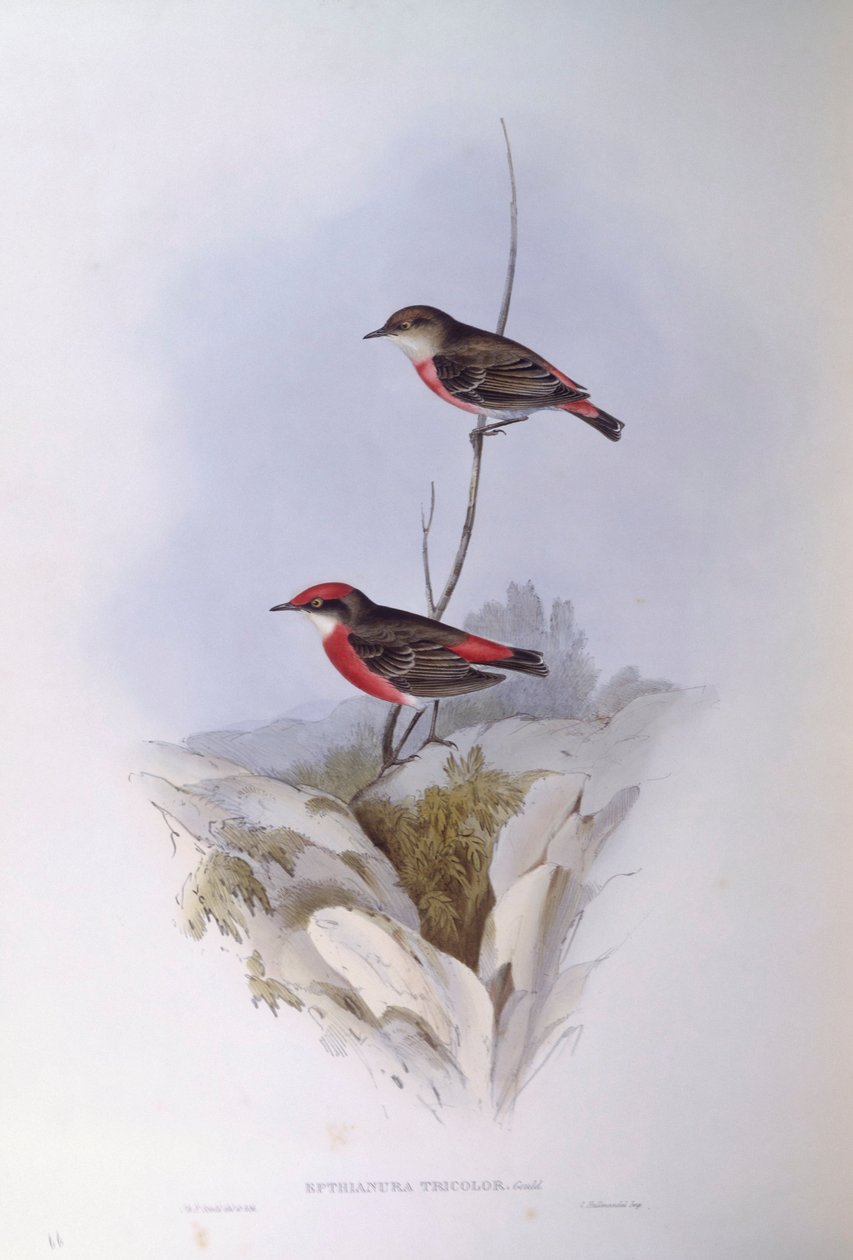 Crimson chat (Epthianura tricolour), Gravação de John Gould de John Gould