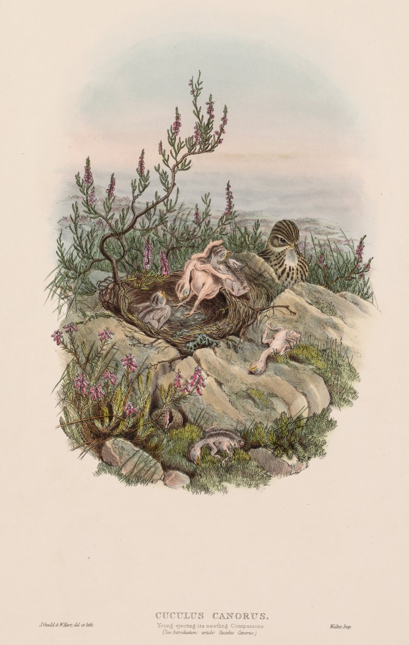 O cuco que canta de John Gould