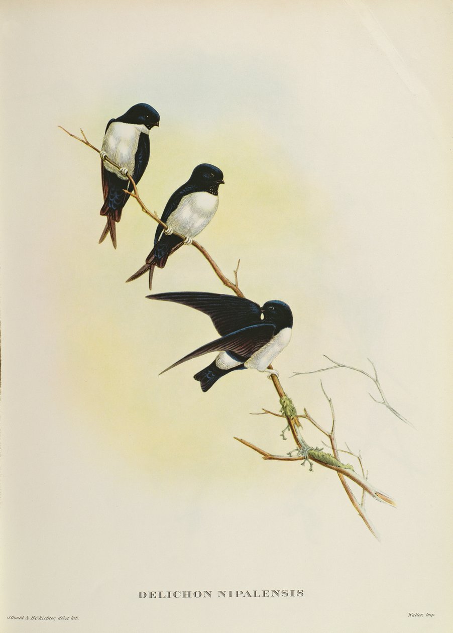 Delichon nipalensis, de &39;Um século de pássaros das montanhas do Himalaia&39;, 1830-32 de John Gould
