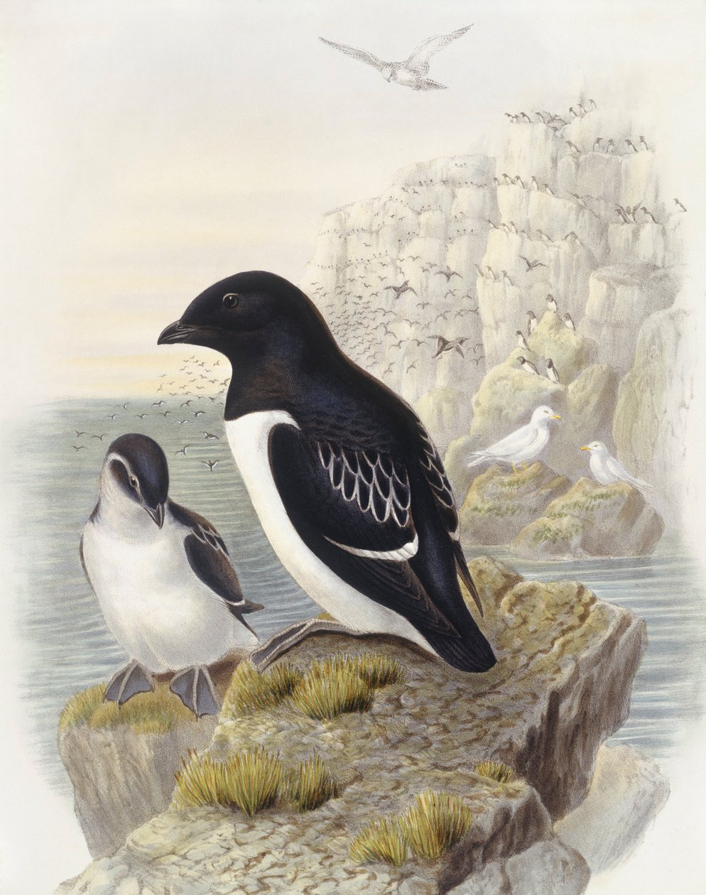 Dovekie (Alle alle), Engraving by John Gould de John Gould