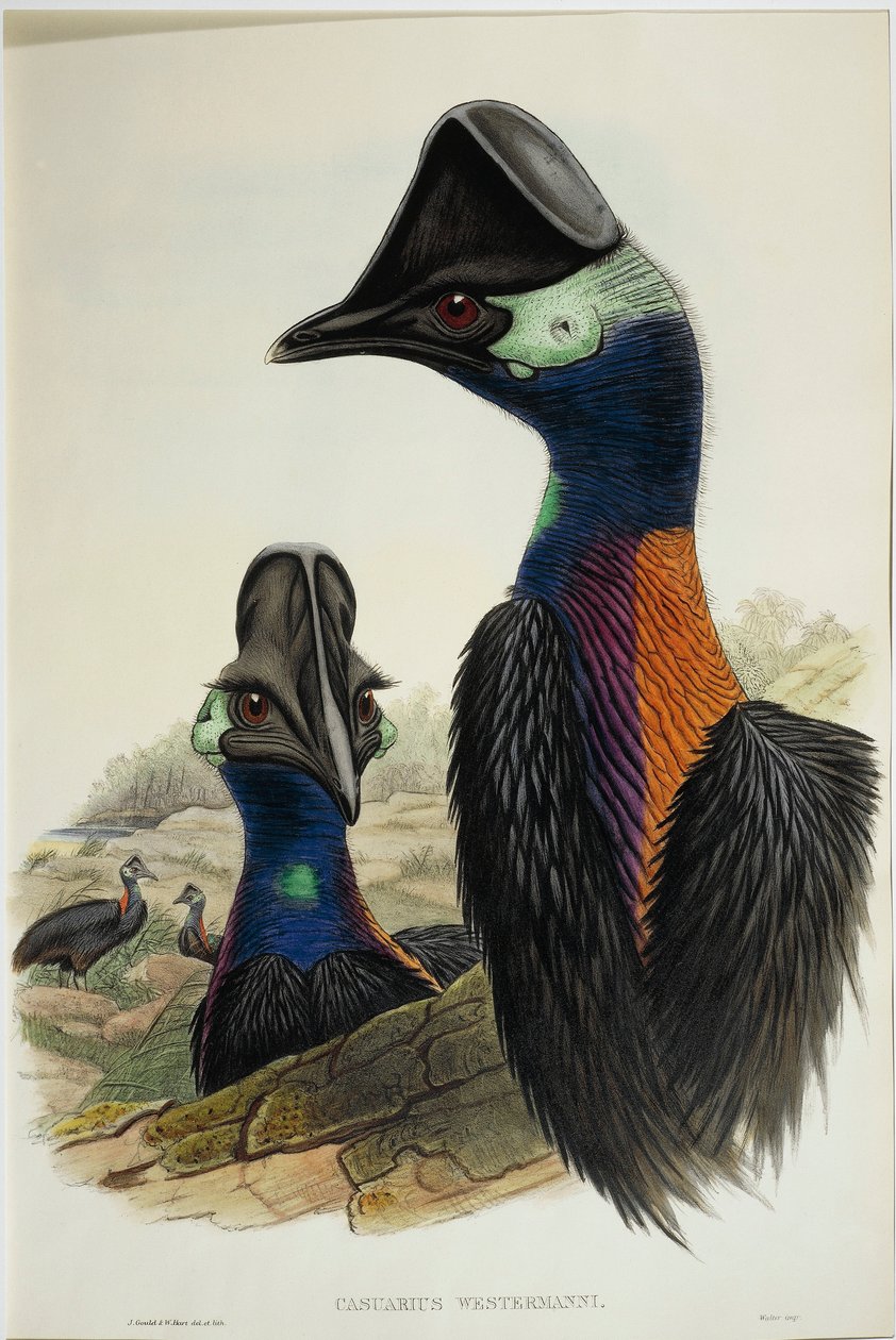 Cassowary anão Casuarius bennetti, gravura de John Gould