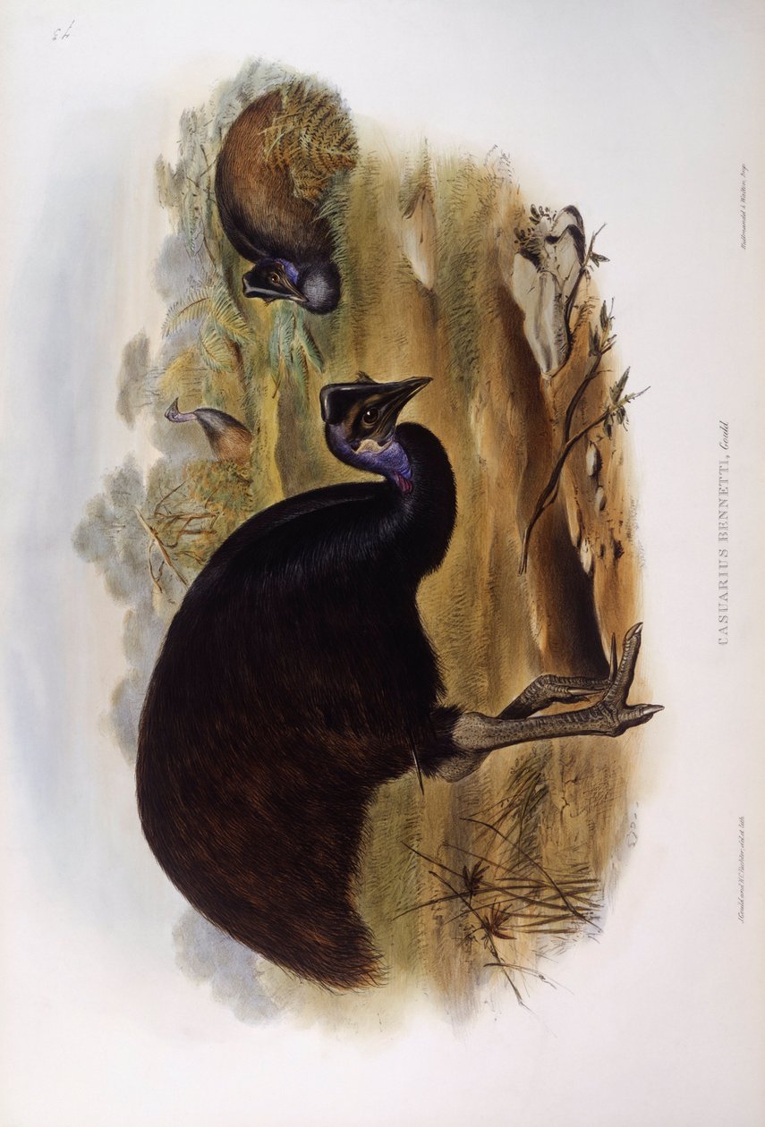 Cassowary anão (Casuarius bennetti), Gravura de John Gould de John Gould