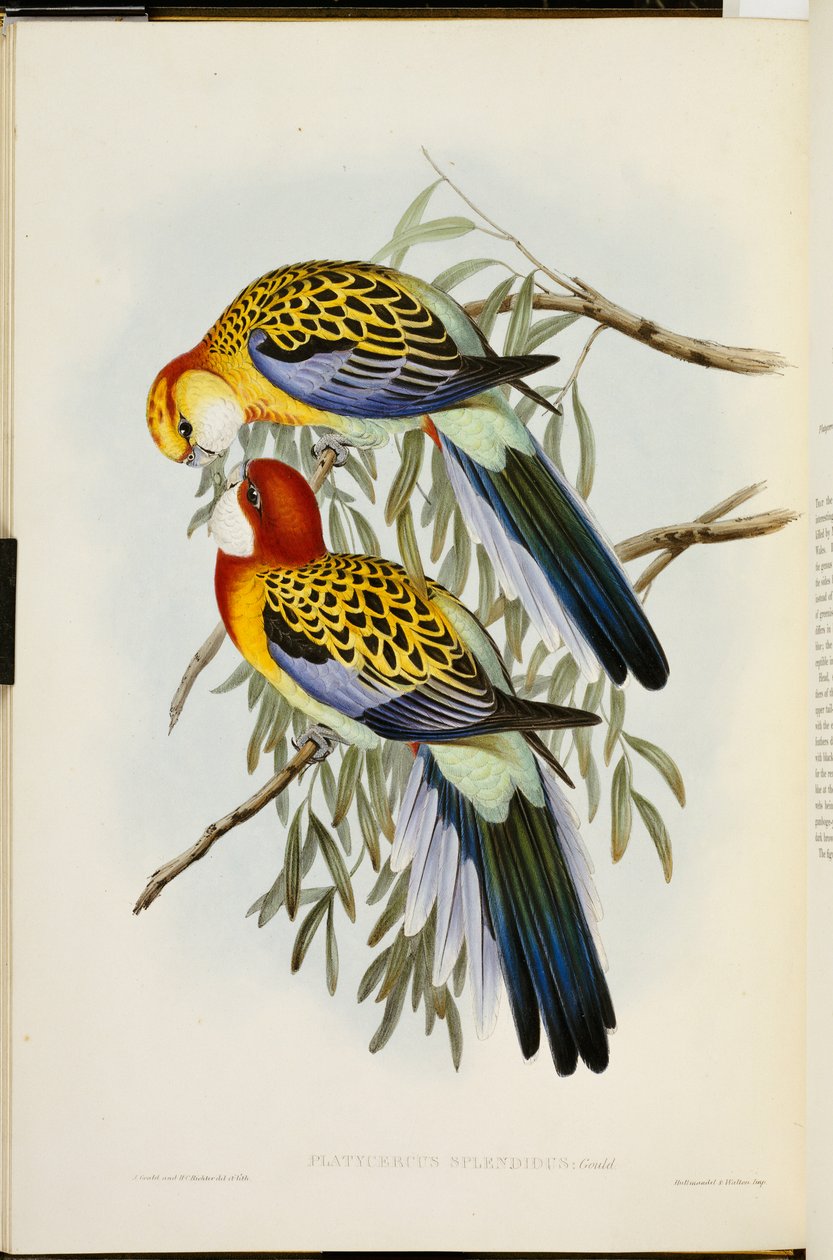 Rosella Oriental, de "Os Pássaros da Austrália", Primeira Edição, publicada em 1840-69 de John Gould