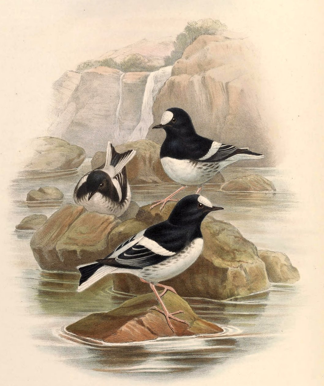 Enicnrns sconleri de John Gould