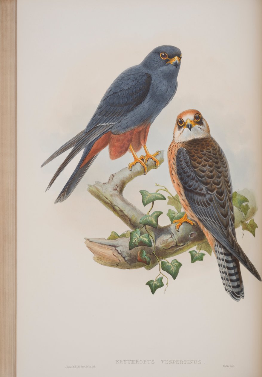 Erythropus Vespertinus, prato de The Birds of Great Britain por John Gould, publicado em 1862-73 (litografia colorida à mão) de John Gould