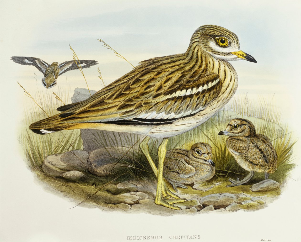 Joelho-espesso eurasiático (Burhinus oedicnemus), Gravura de John Gould de John Gould