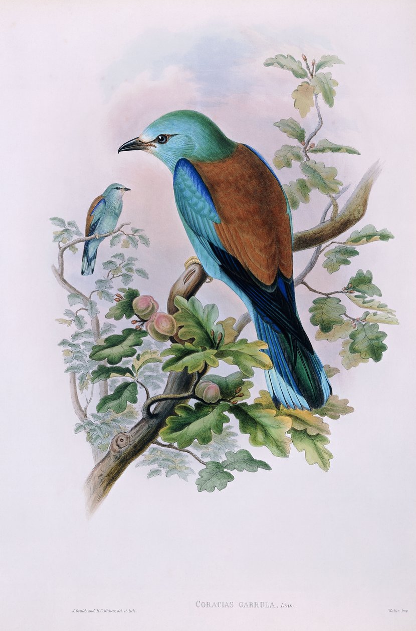 Rolo europeu; Coracias Garrula, 1862-1873 de John Gould