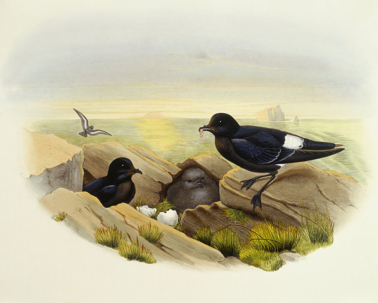 Tormenta-petuelo europeu (Hydrobates pelagicus), Gravura de John Gould de John Gould