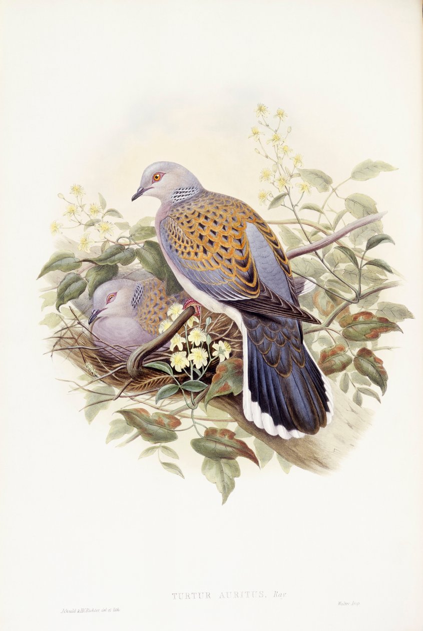 Pomba-tartaruga europeia (Streptopelia turtur), Gravura de John Gould de John Gould