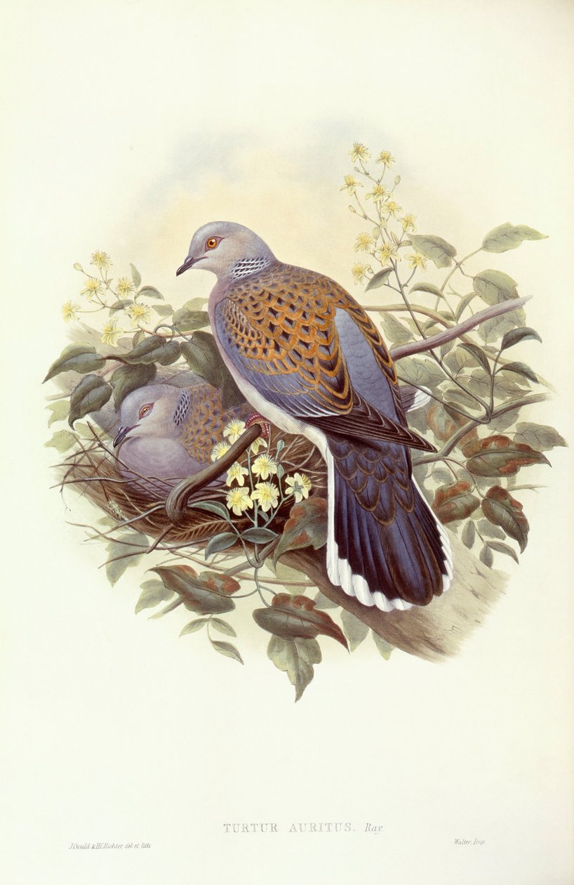 Pomba-tartaruga europeia (Streptopelia turtur), Gravura de John Gould de John Gould