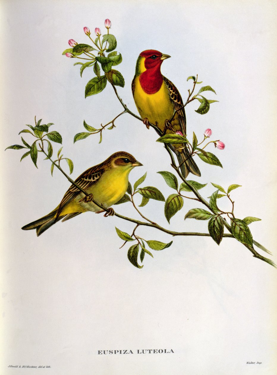 Euspiza Luteola, século XIX de John Gould