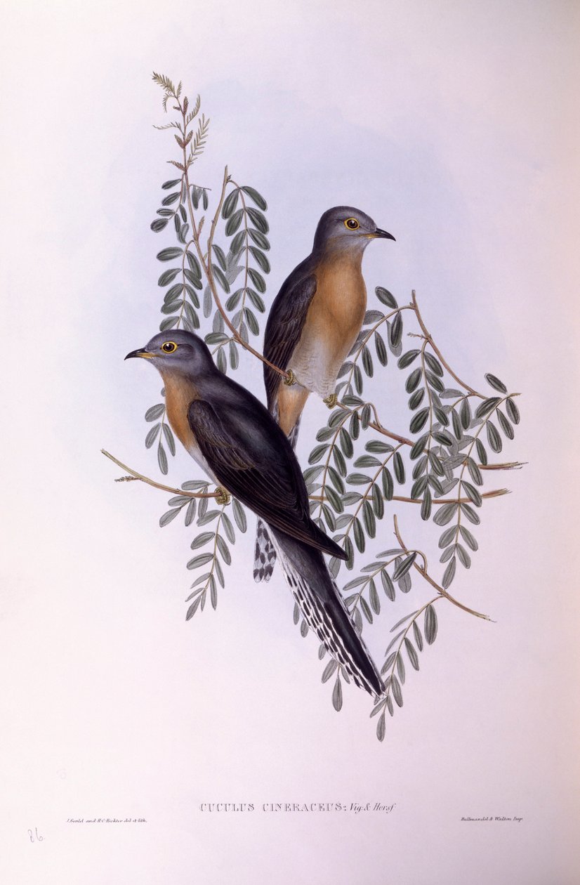 Fan-tailed cuckoo (Cacomantis flabelliformis), Engraving by John Gould de John Gould