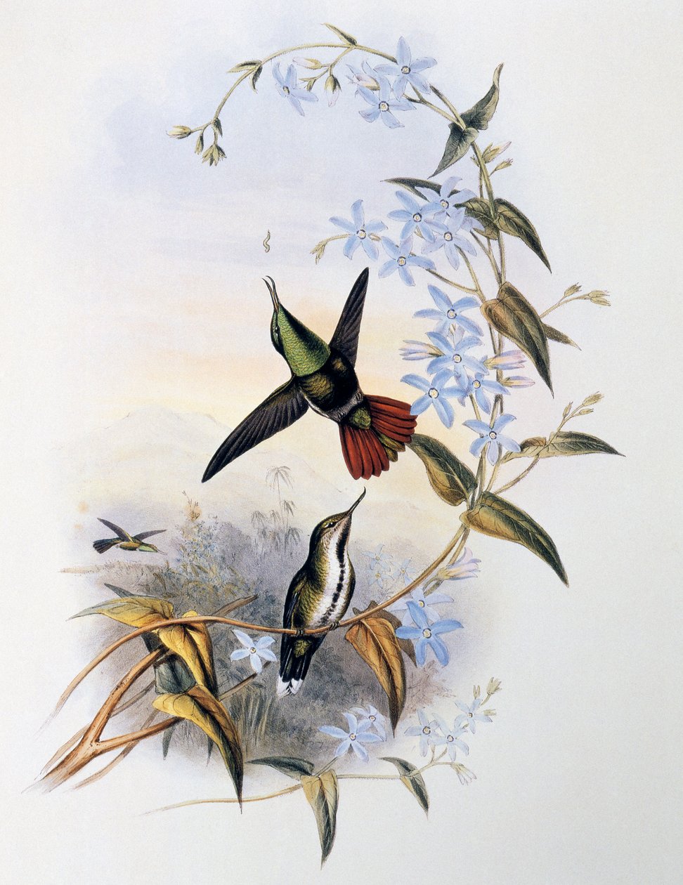 Awlbill de cauda grossa (Avocettula recurvirostris) de John Gould