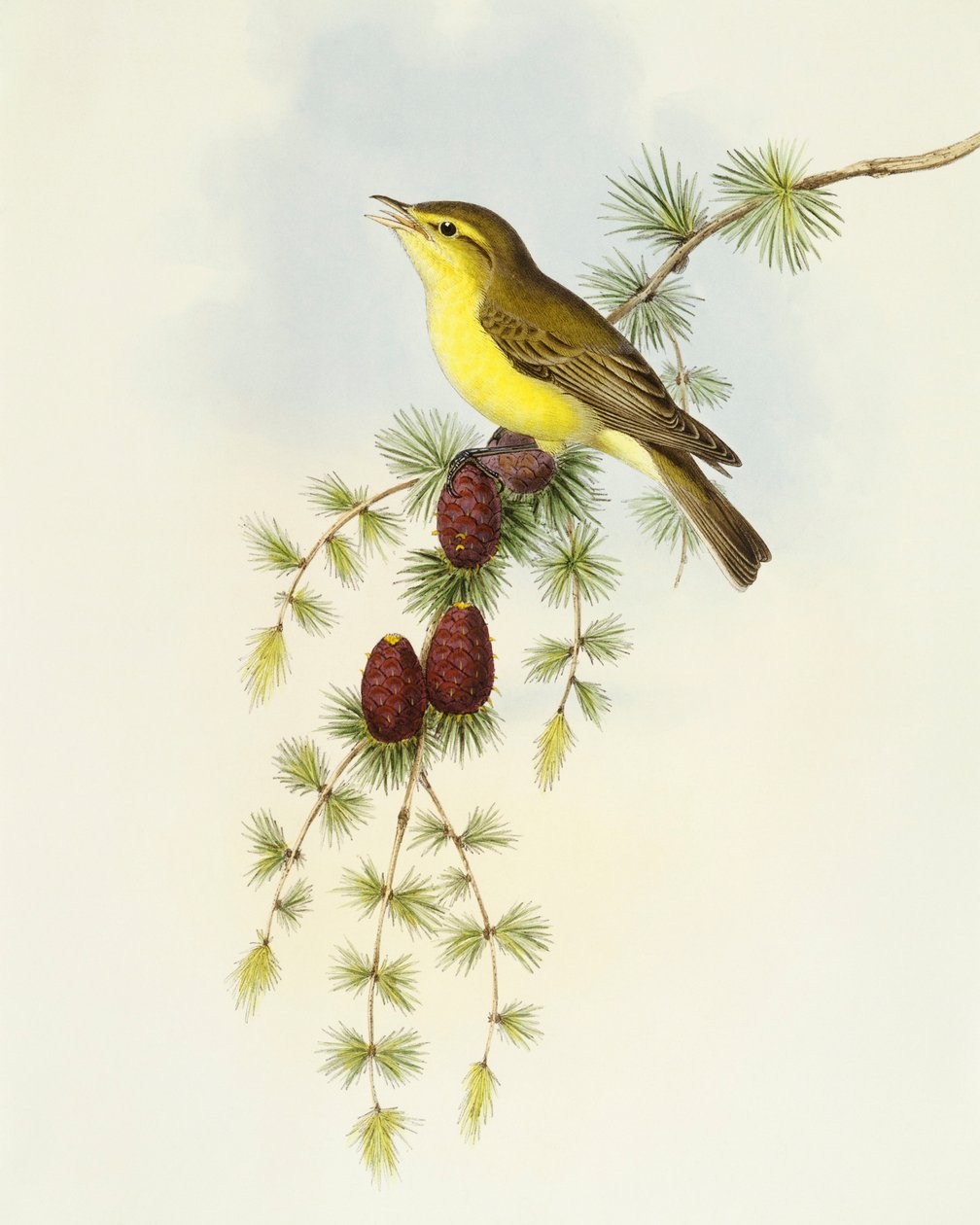 Flycatcher (Ficedula hypolaris), Gravação de John Gould de John Gould