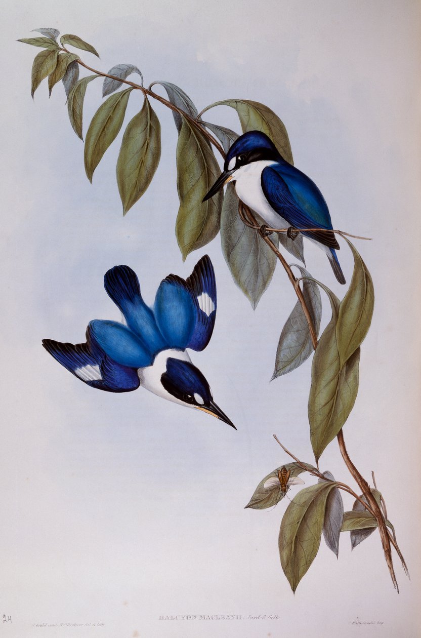 Forest Kingfisher (Halcyon Macleay), gravura de Birds of Australia de John Gould