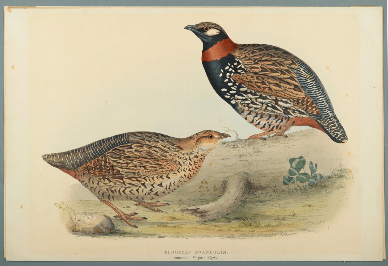 Francolinus Vulgaris (Briss): Francolin Europeu (cor litho em papel de palha) de John Gould