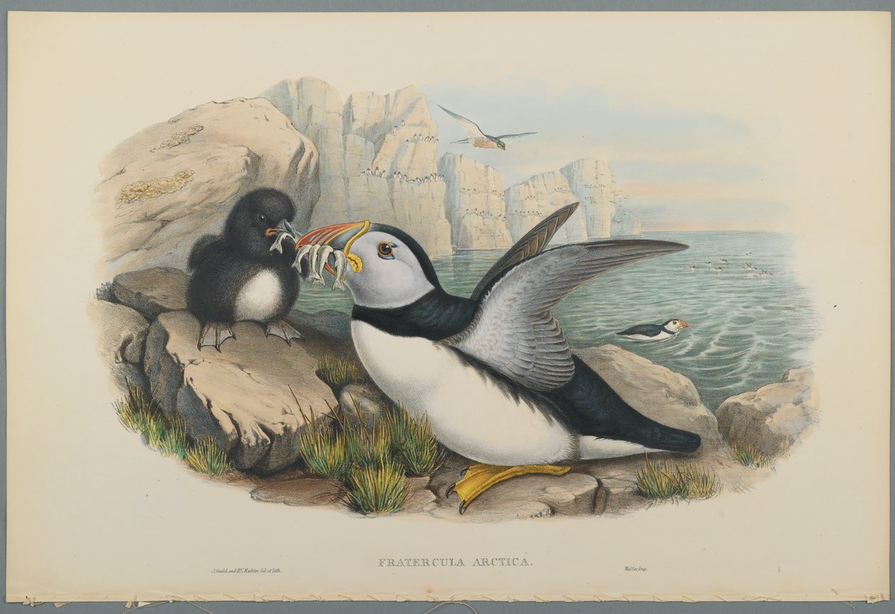 Fratercula Artica: Puffin (cor lito em papel de palha) de John Gould