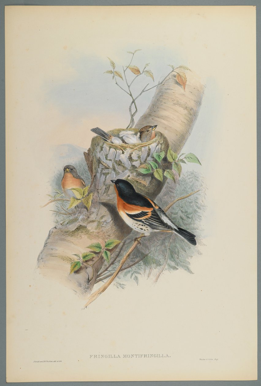 Fringilla Montifringilla - Bramblefinsh (cor litho em papel de wove) de John Gould