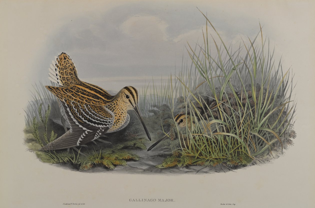 Gallinago Major - Great Snipe de John Gould