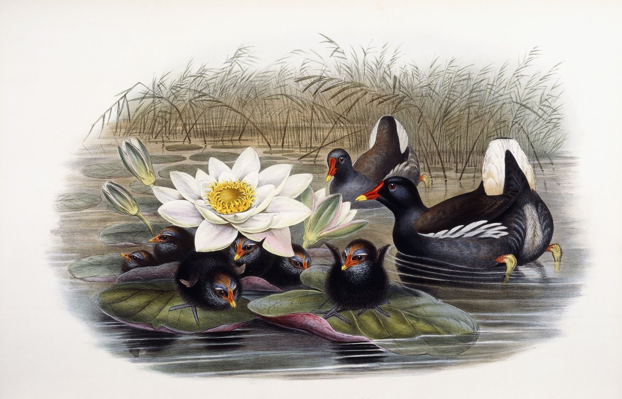 Gallinula Chloropus de John Gould