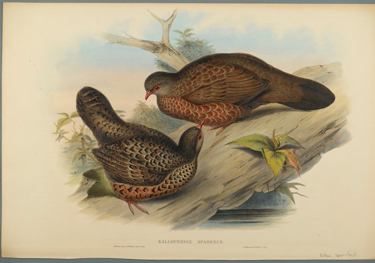 Galloperdix Spadiceus (litografia colorida em papel de parede) de John Gould