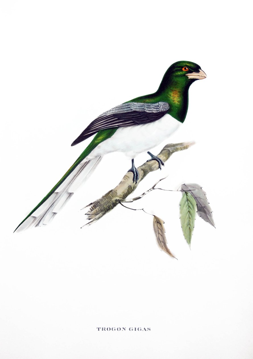 Trogon gigante, ave da Índia, gravura do livro de John Gould (1804-1881) "Tropical Birds" de John Gould