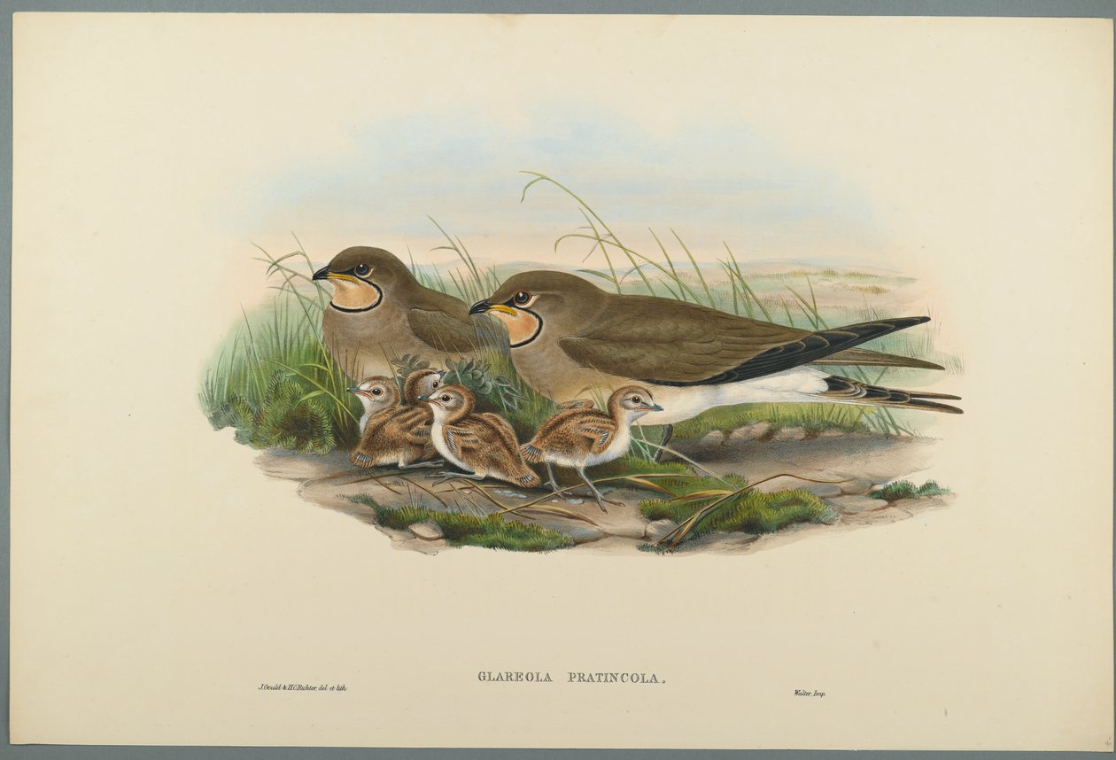 Glareola Pratincola - Pratincole comum (litol de cor em papel de wove) de John Gould