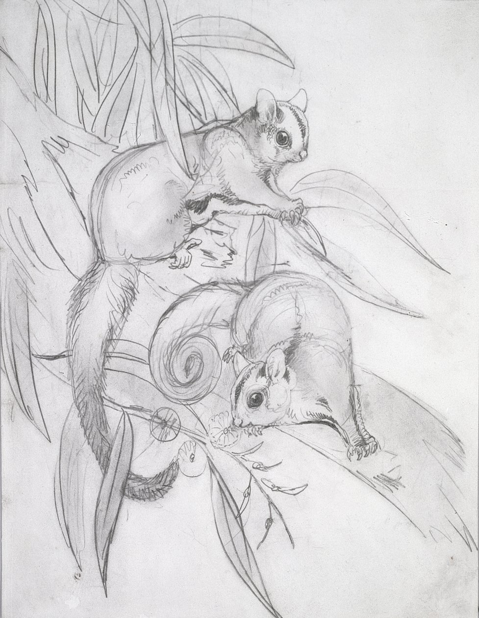 Possums Deslizantes (lápis) de John Gould