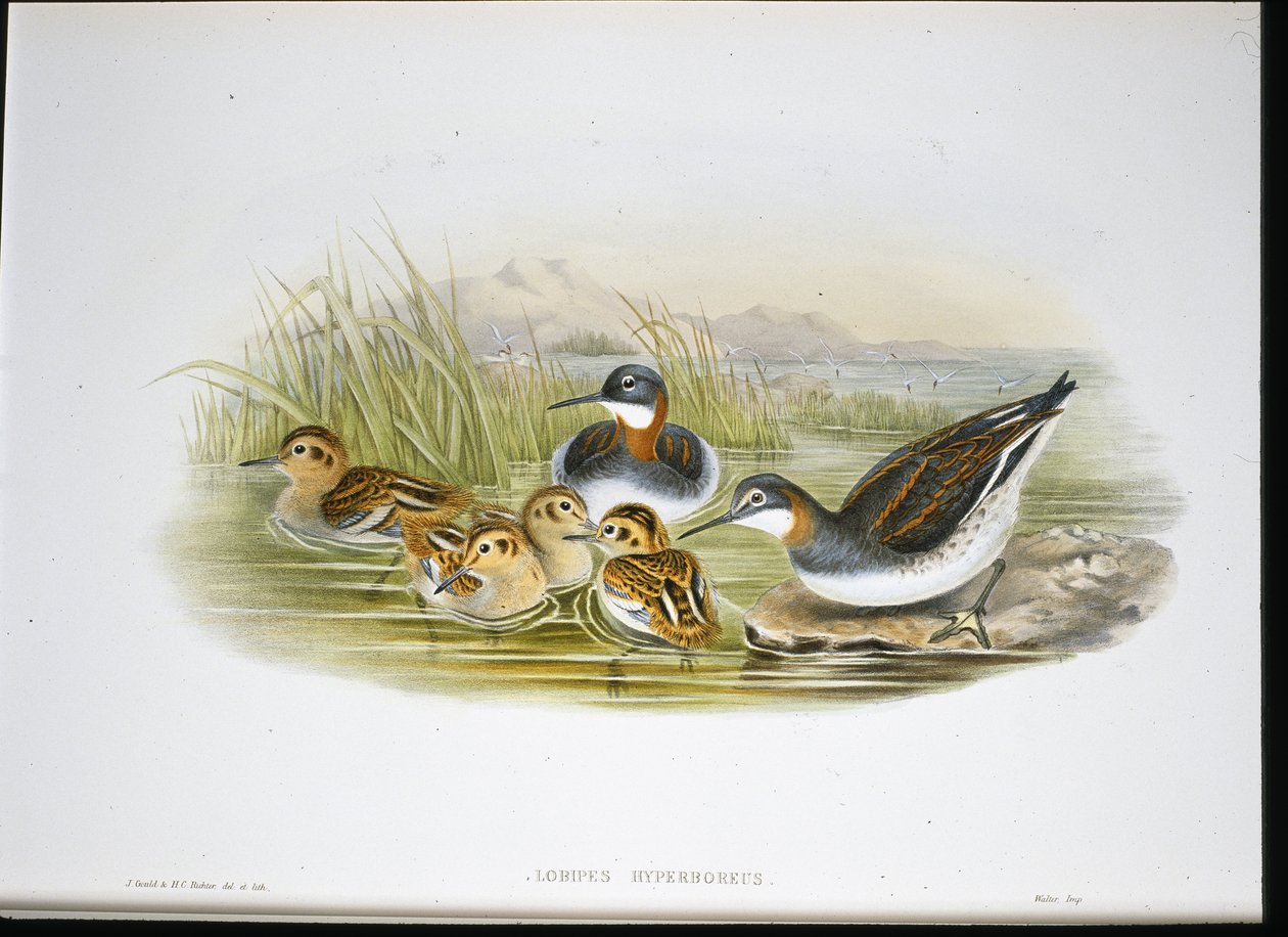 Íbis brilhante (Falcinellus Igneus) (Litho colorido à mão) de John Gould