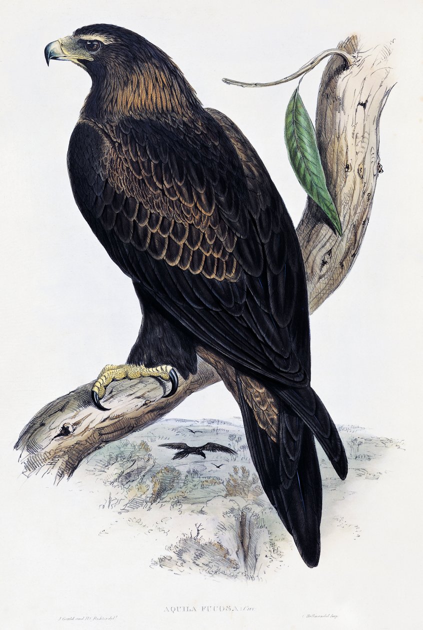 Golden Eagle (Aquila chrysaetos), litografia de Birds of Australia and Great Britain de John Gould (1804-1881), Reino Unido de John Gould
