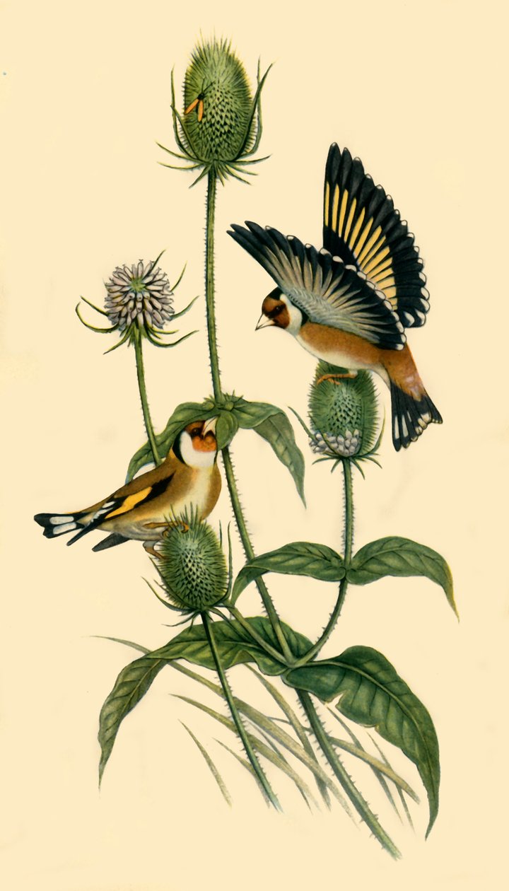Pintassilgos, 1863, 1942. de John Gould