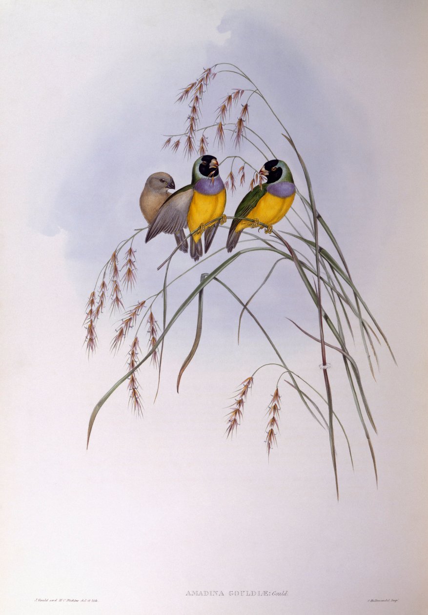 Gouldian finch (Chloebia ou Erythrura gouldiae), Engraving by John Gould de John Gould