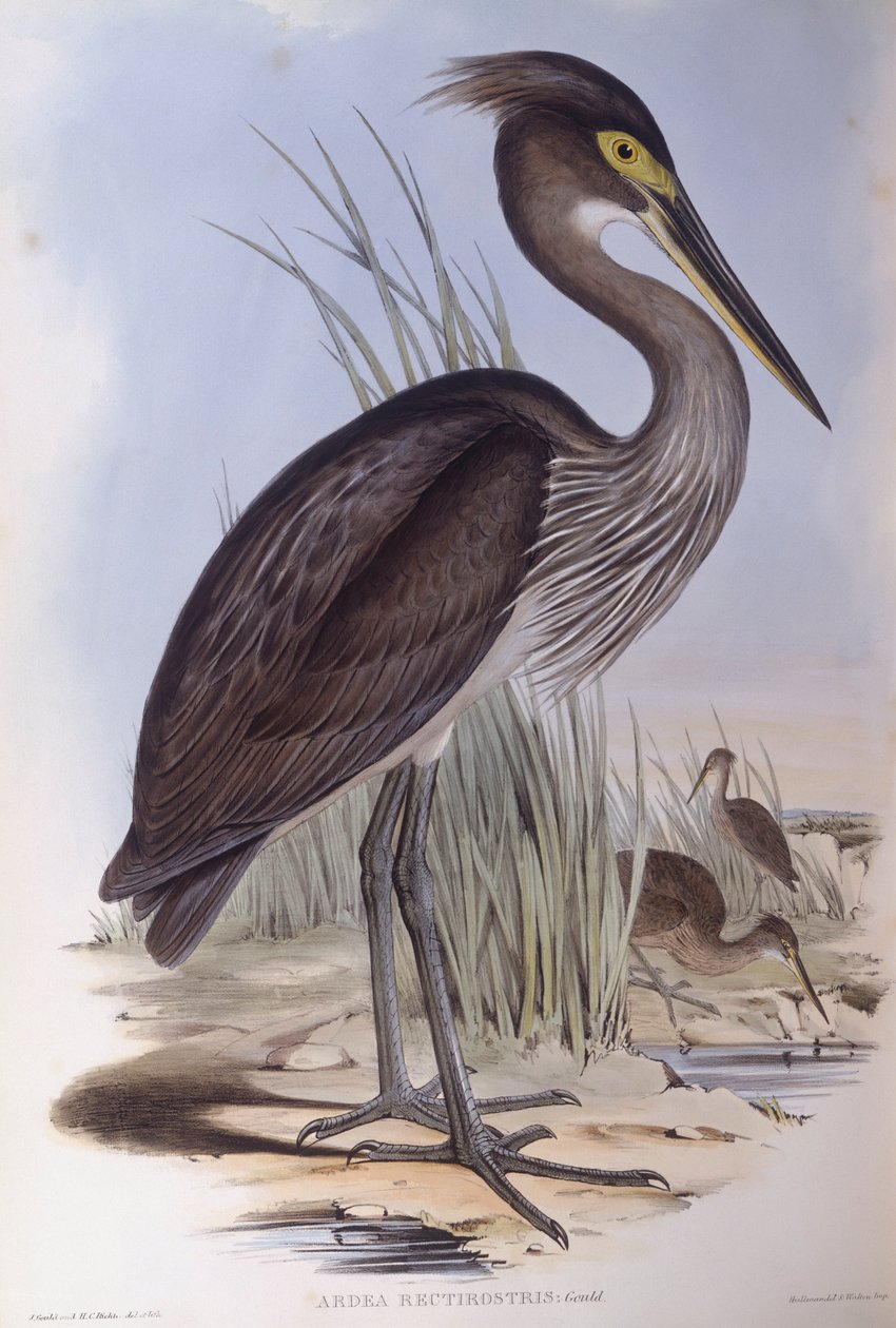 Garça-de-bico-grande (Ardea sumatrana), Gravura de John Gould de John Gould