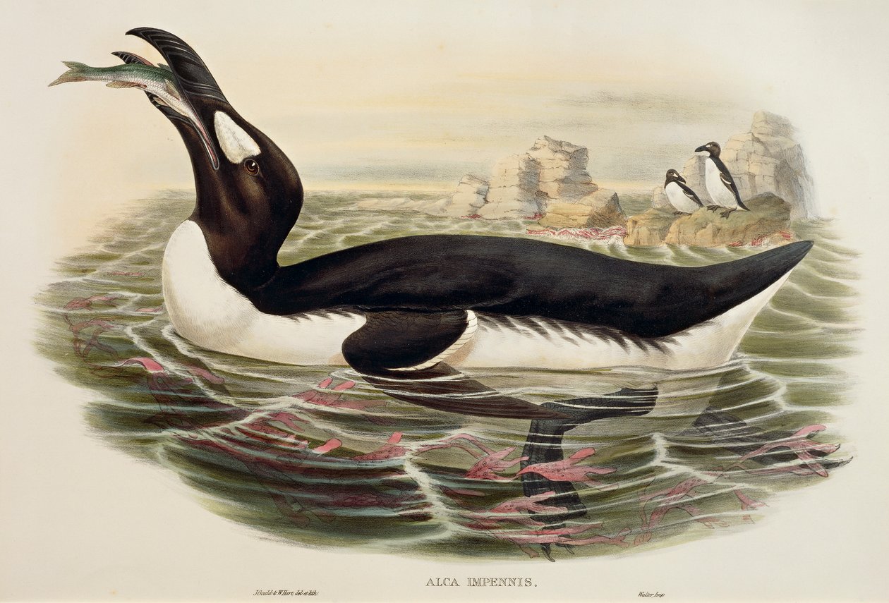 Grande Auk Pinguinus impennis, gravura de John Gould