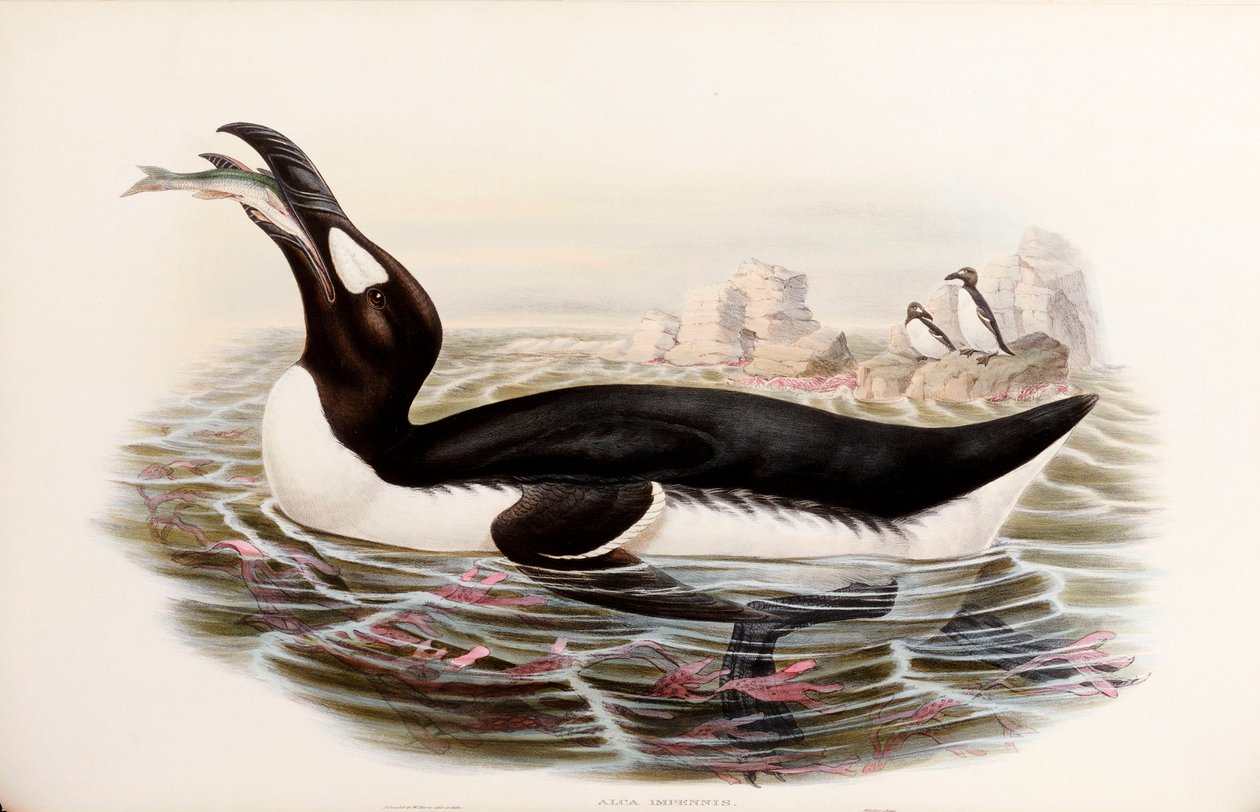 Great Auk, de "Os pássaros da Grã-Bretanha", publicado em Londres 1862-73 de John Gould