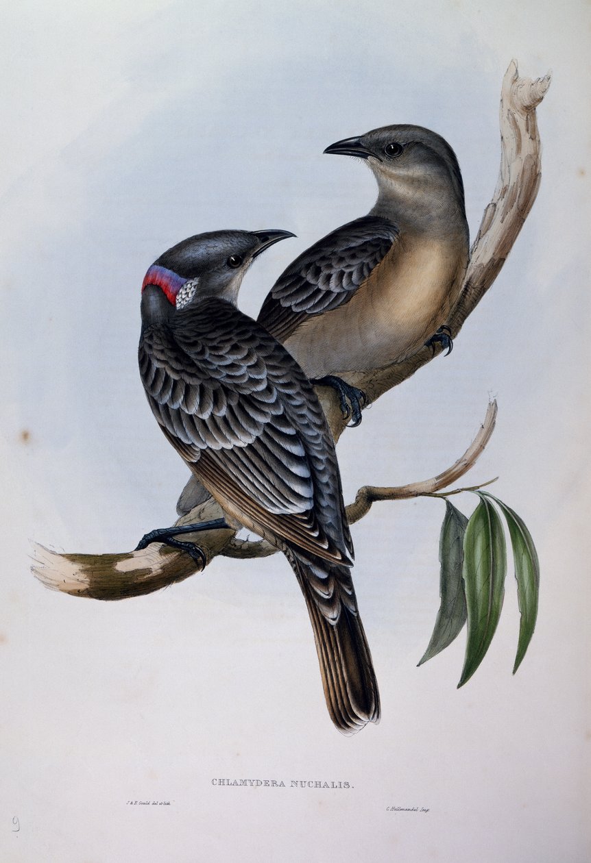 Great Bowerbird (Chlamydera nuchalis), gravura de Birds of Australia de John Gould