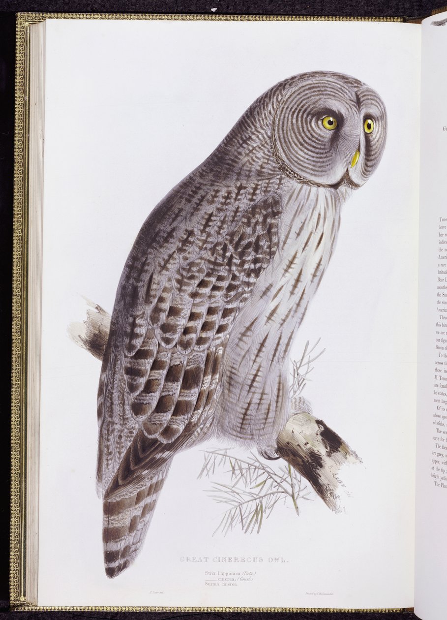 Great Cinereous Owl, de "The Birds of Great Britain", publicado em Londres, 1862-73 de John Gould