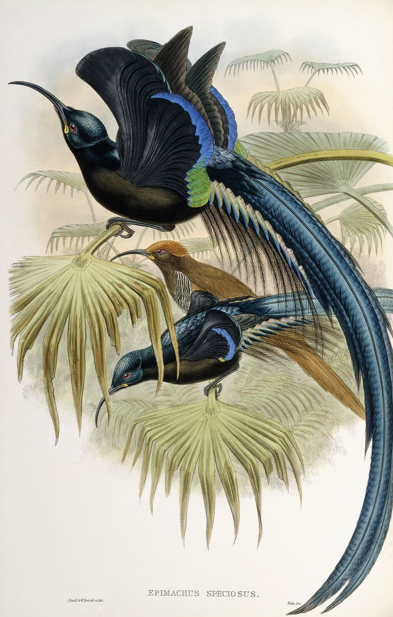 Grande pássaro do paraíso com foice de John Gould
