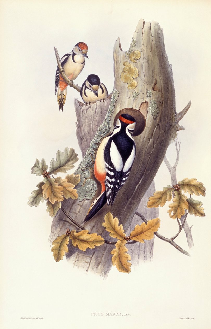 Grande pica-pau malhado (Dendrocopos major), Gravura de John Gould de John Gould