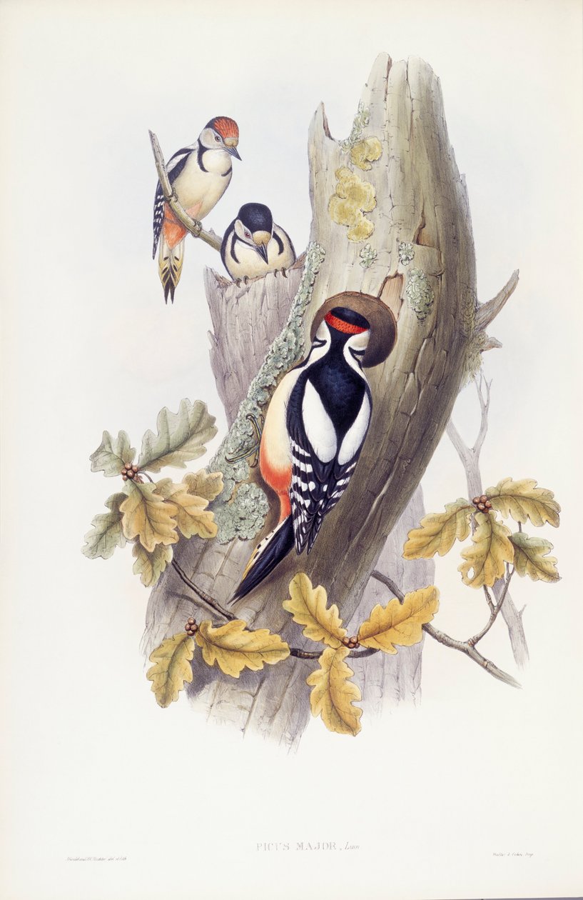 Grande pica-pau malhado (Dendrocopos major), Gravura de John Gould de John Gould