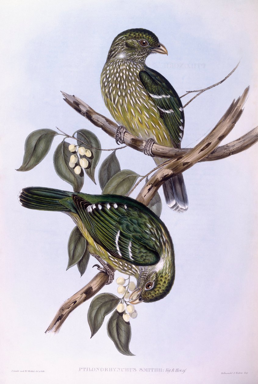Pássaro gato verde (Ailuroedus crassirostris), Gravura de John Gould de John Gould